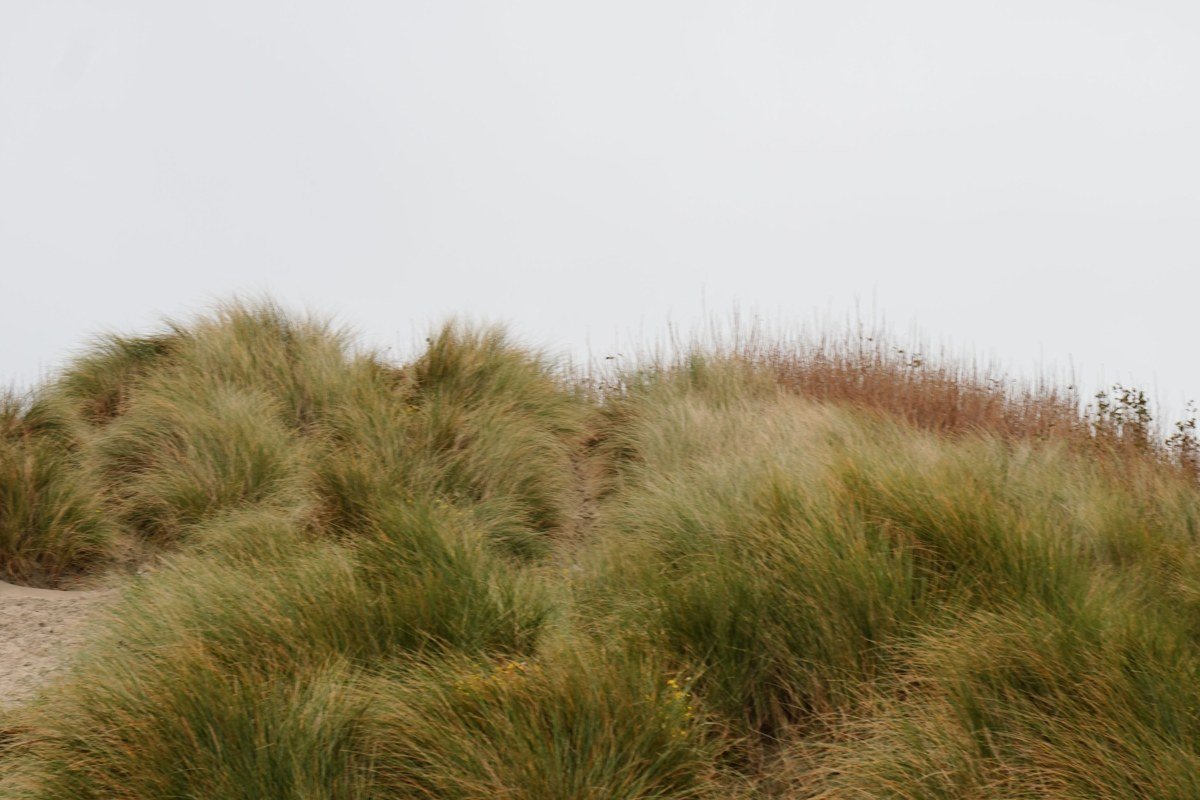 Oregon Dunes National Recreation Area fog settling over sand dunes near Florence