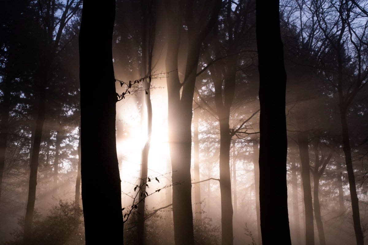 sunbeams cutting through fog in a redwood forest, trees reduced to dark silhouettes