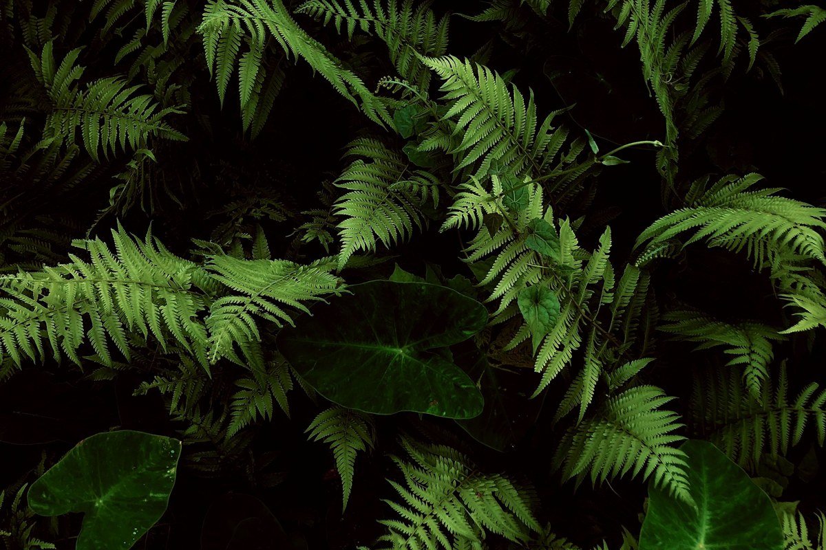 Fern Canyon fog drifting between tall fern-covered walls, California