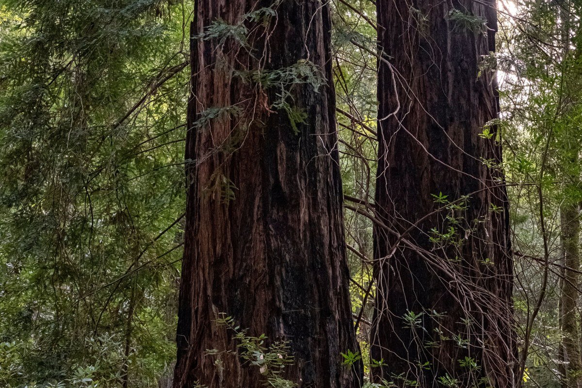 Stout Grove redwoods with fog sitting at trunk height, Jedediah Smith Redwoods, California