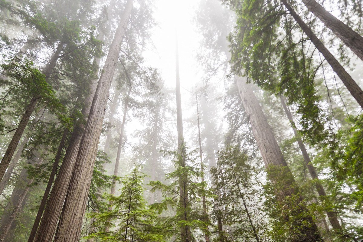 Damnation Creek Trail redwoods fading into coastal fog, Del Norte Coast Redwoods, California