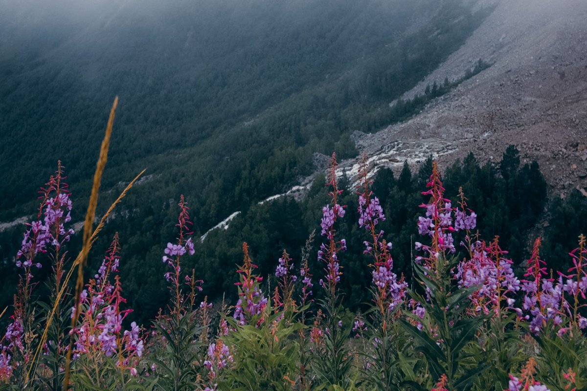 Paradise Mount Rainier Washington visitor center wrapped in dense fog and wildflower meadow