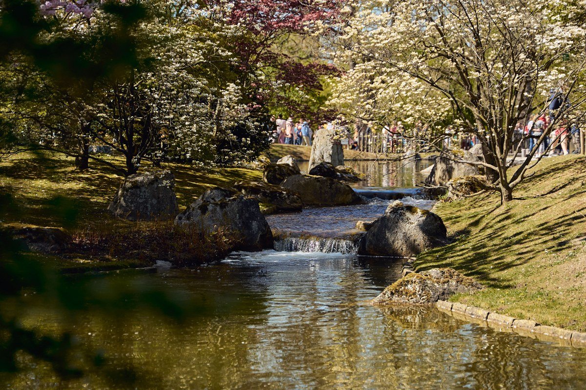 Little Pigeon River flowing beside a rustic cabin with dogwood trees blooming nearby