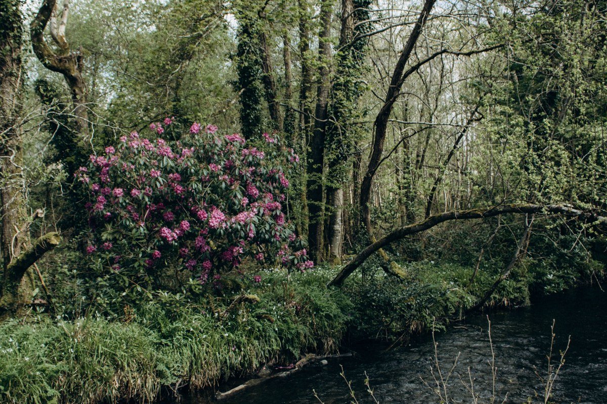 historic Elkmont cabin ruins beside the Little River with rhododendron blooming