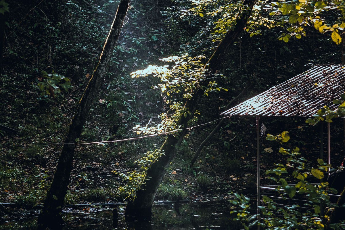 cabin near Greenbrier area with a rocky creek and old stone walls in dappled forest light