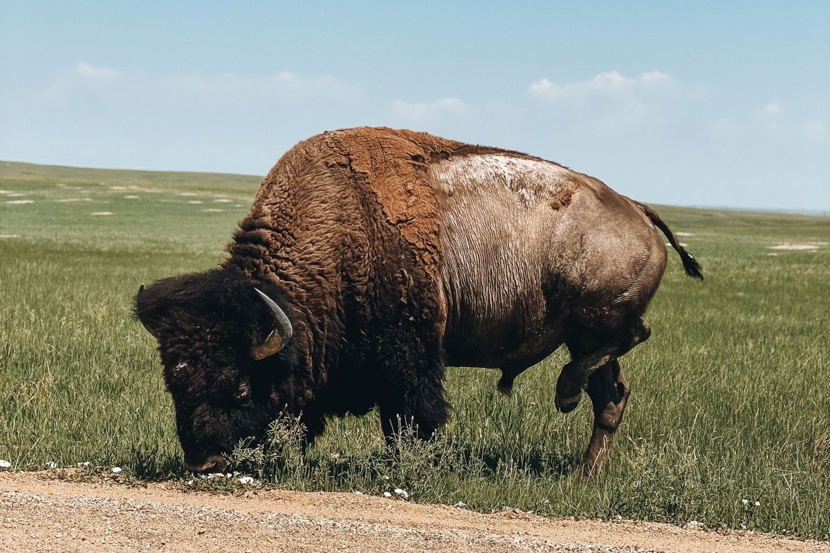 Conata Basin Overlook Badlands South Dakota prairie grassland with bison in early light