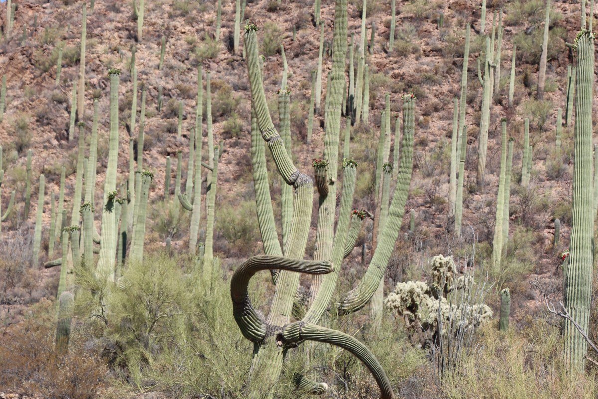 Saguaro National Park Arizona dense cactus forest with mountains at dusk