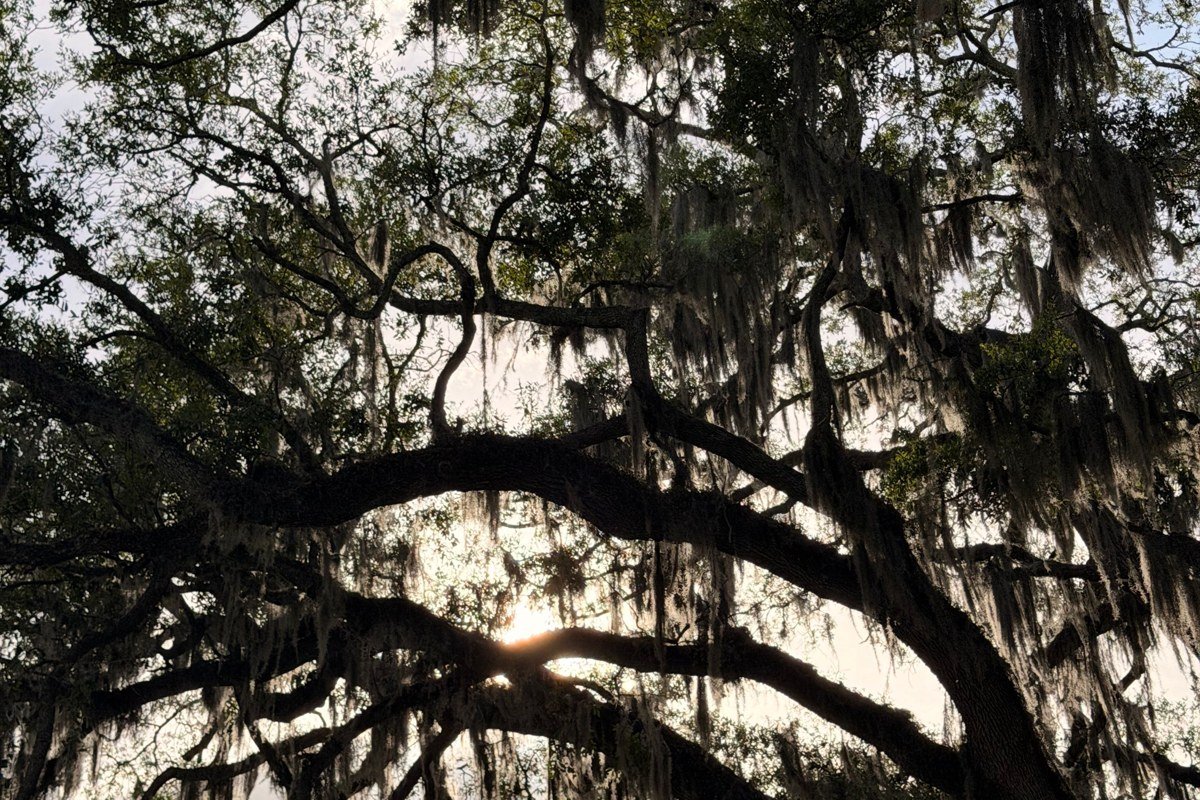 live oak branches heavy with Spanish moss framing an empty sand path to the dunes