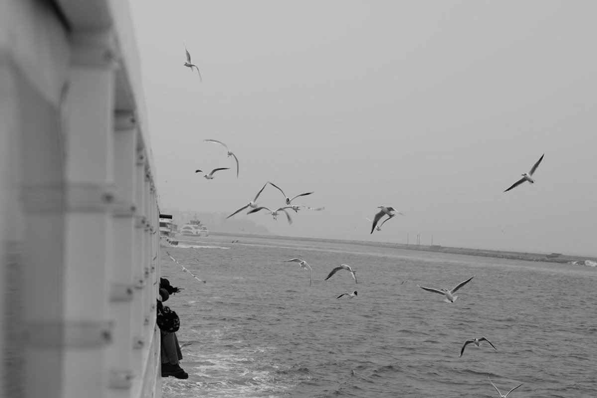 a line of cars waiting at the Port Aransas ferry landing at dusk, gulls overhead