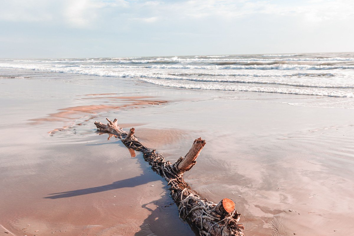 driftwood logs half-buried in sand with fog obscuring the waterline