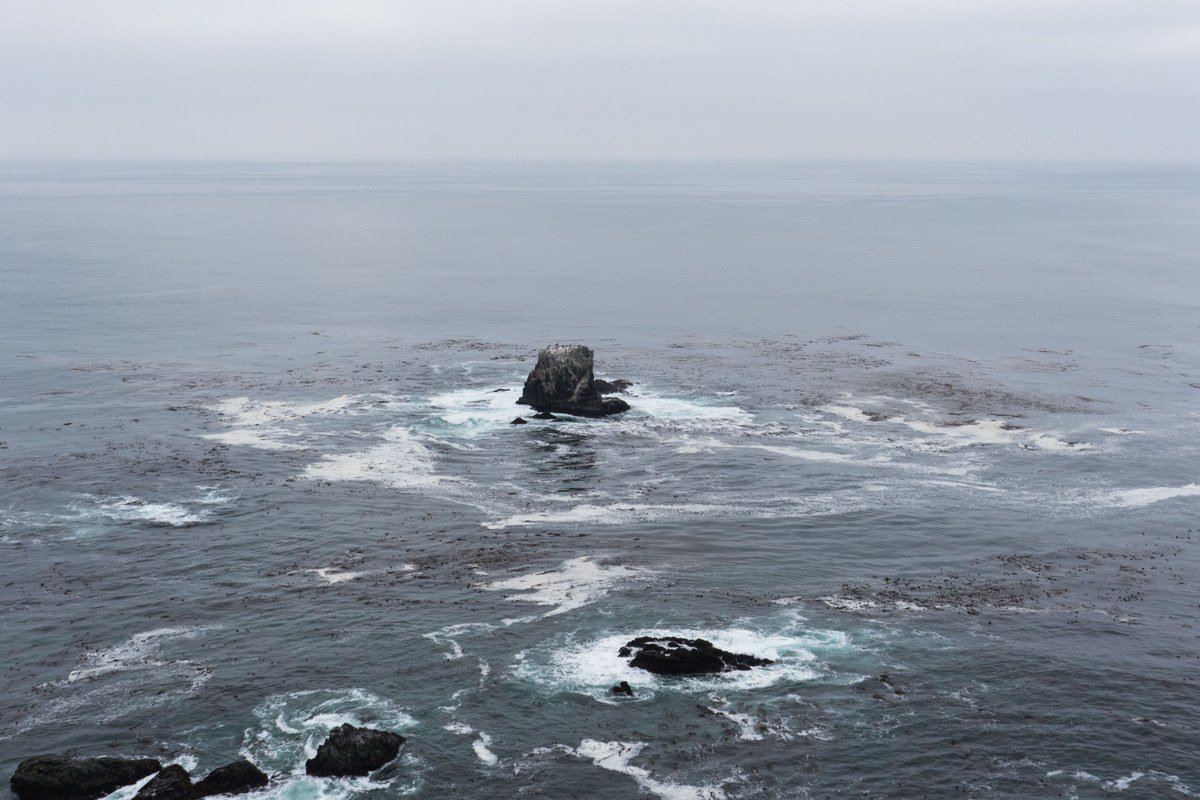 Garrapata State Park coastal bluff trail disappearing into thick fog above the Pacific