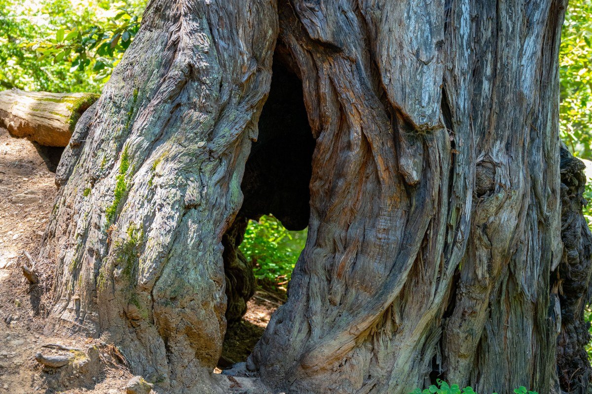 Pfeiffer Big Sur State Park redwood grove with fog drifting between tall trunks