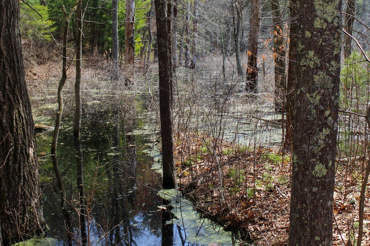 Brewster Massachusetts Flax Pond at Nickerson State Park surrounded by pine forest