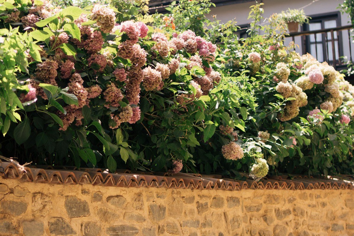 Nantucket cobblestone Main Street with gray shingled houses and hydrangeas
