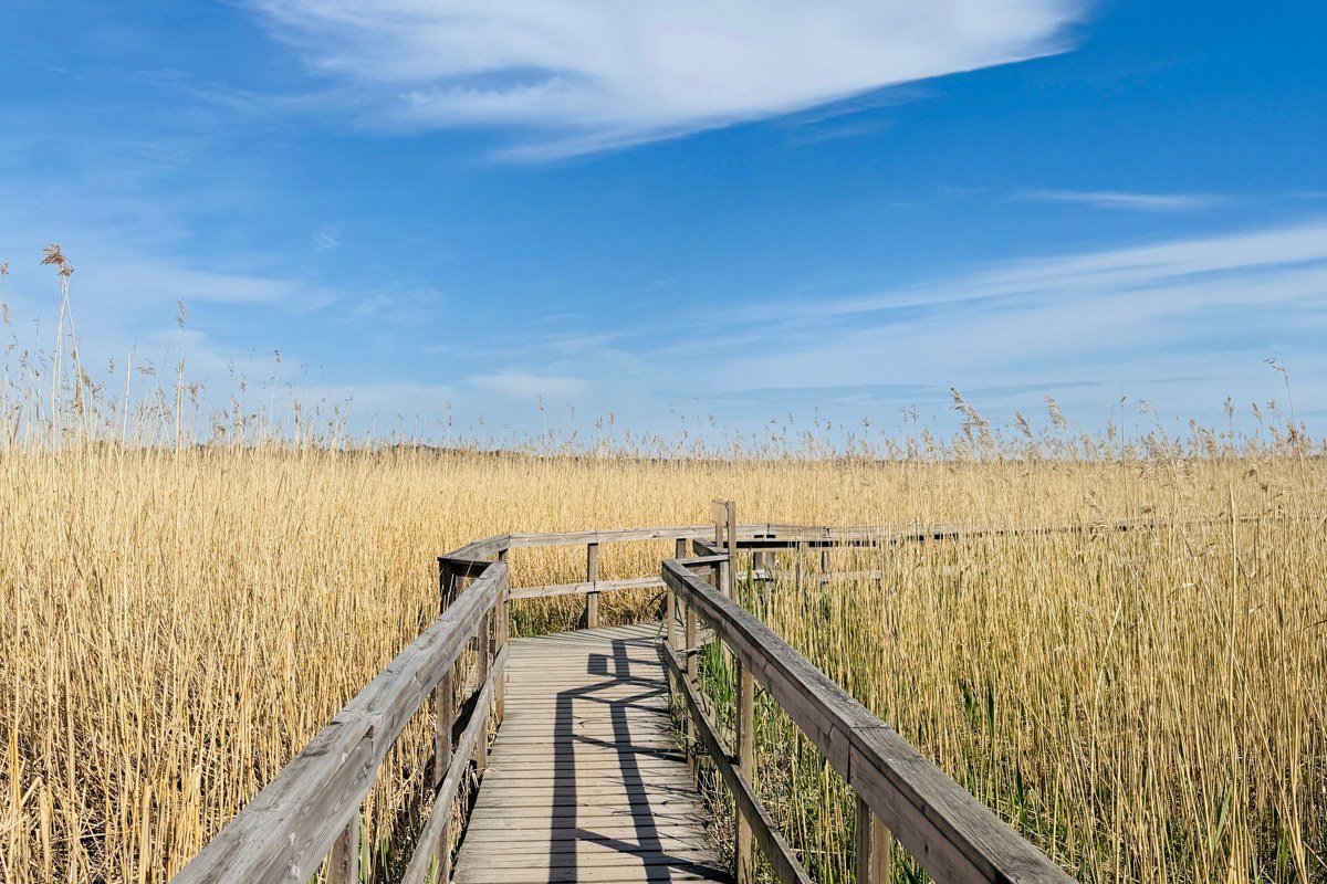 Sandwich Massachusetts boardwalk over marsh grass at Cape Cod Bay