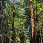 Fog Rolls In: 9 Pacific Northwest Stops Where the Trees Just Disappear