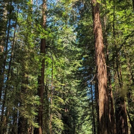 Fog Rolls In: 9 Pacific Northwest Stops Where the Trees Just Disappear
