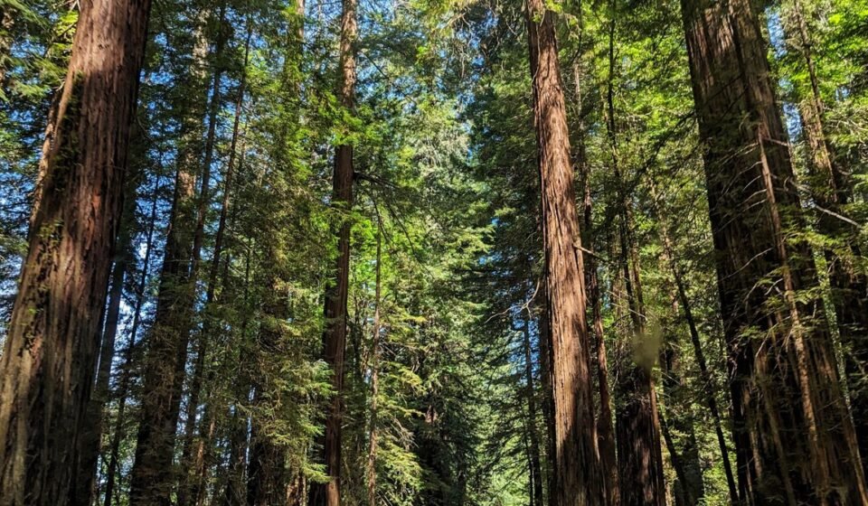 Fog Rolls In: 9 Pacific Northwest Stops Where the Trees Just Disappear