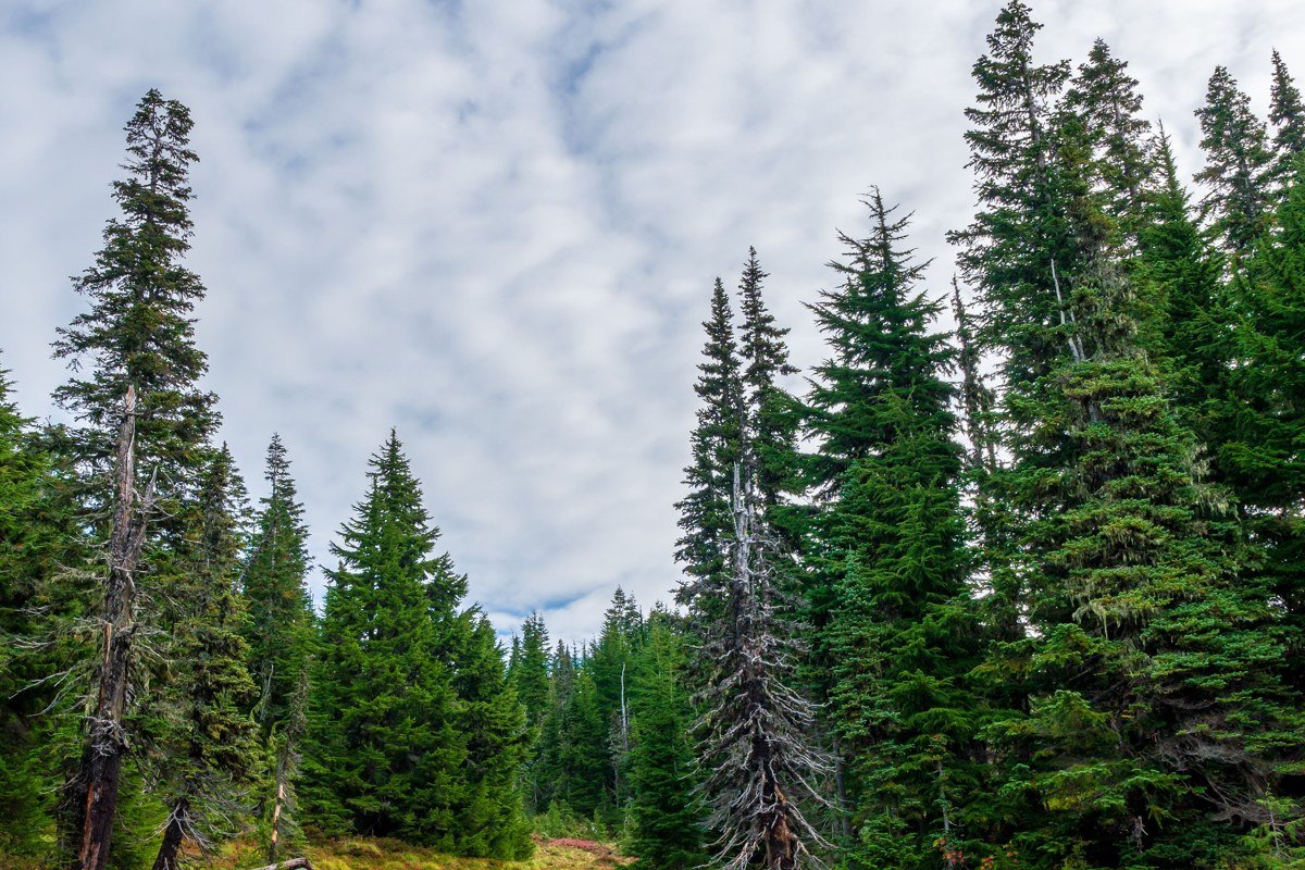 Paradise meadows at Mount Rainier Washington with wildflowers and the peak obscured by rolling fog