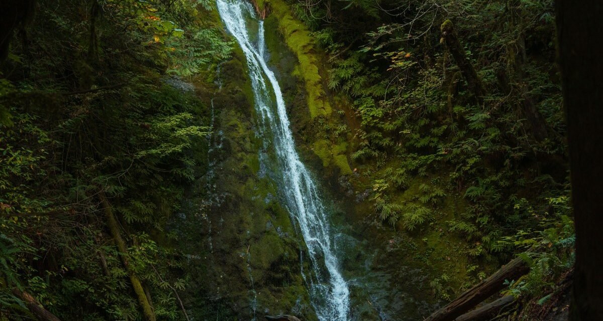 Foggy Mornings on the Olympic Peninsula: 8 Spots Where the Trees Turn to Ghosts