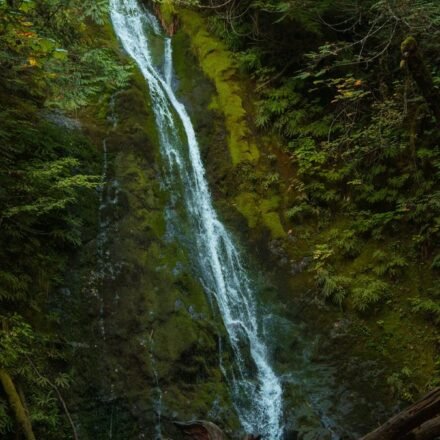 Foggy Mornings on the Olympic Peninsula: 8 Spots Where the Trees Turn to Ghosts