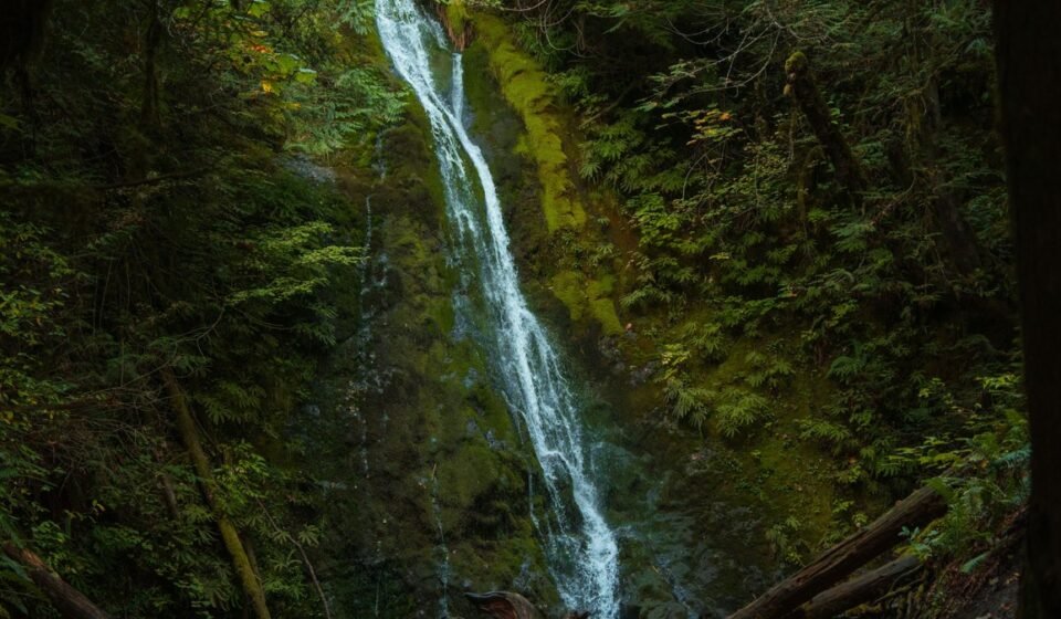 Foggy Mornings on the Olympic Peninsula: 8 Spots Where the Trees Turn to Ghosts Foggy Mornings on the Olympic Peninsula: 8 Spots Where the Trees Turn to Ghosts