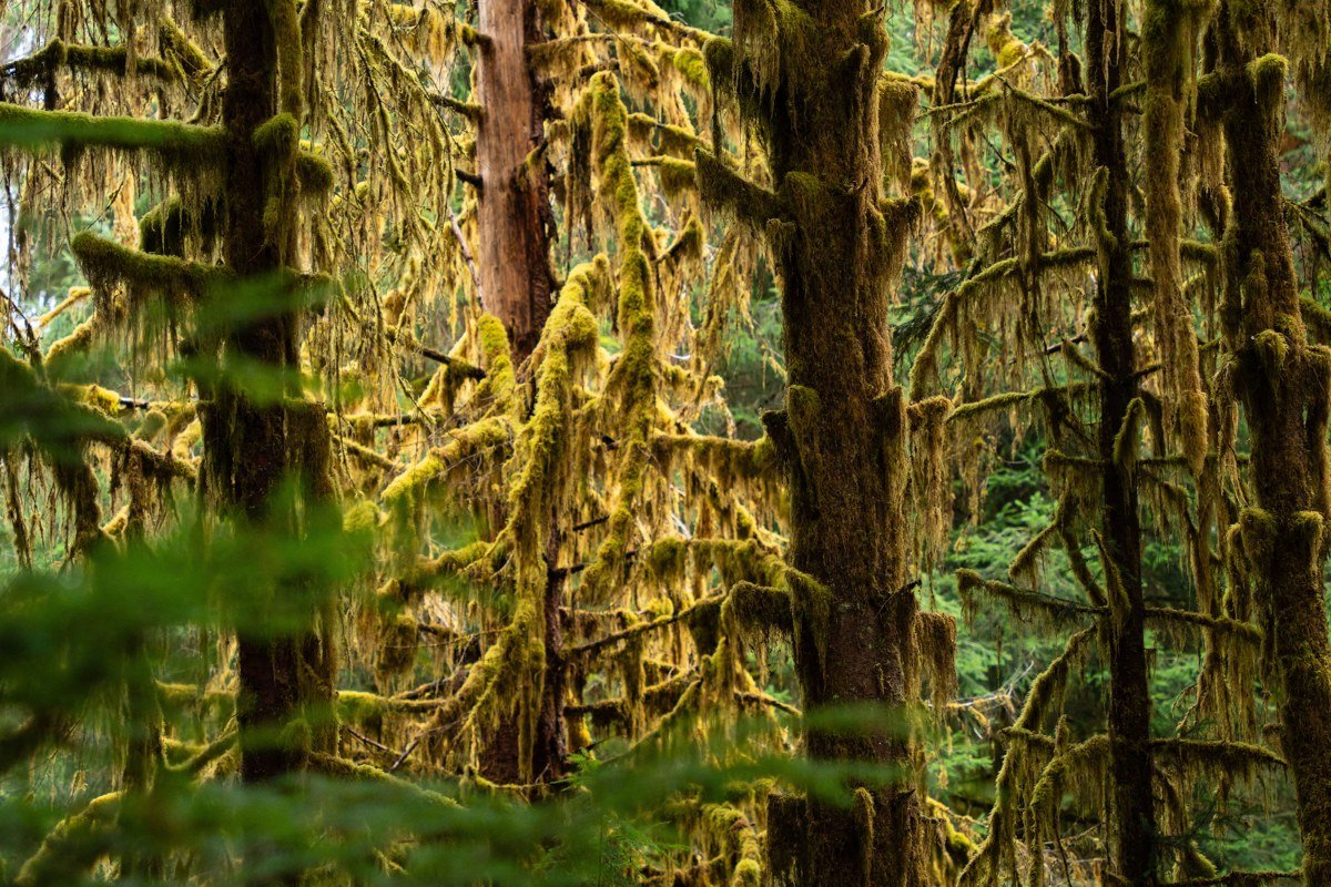 Sol Duc Falls Olympic National Park fog drifting through old growth forest