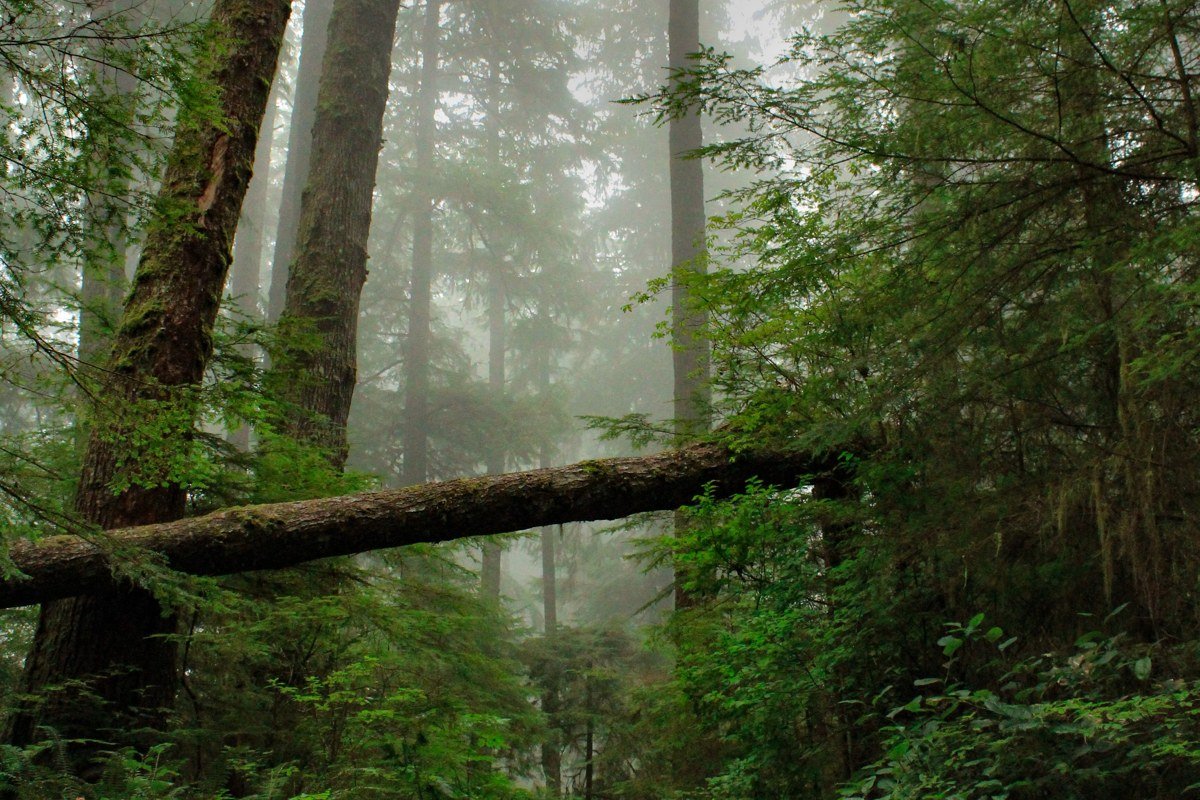 Hoh Rain Forest Olympic National Park moss covered trees in dense fog