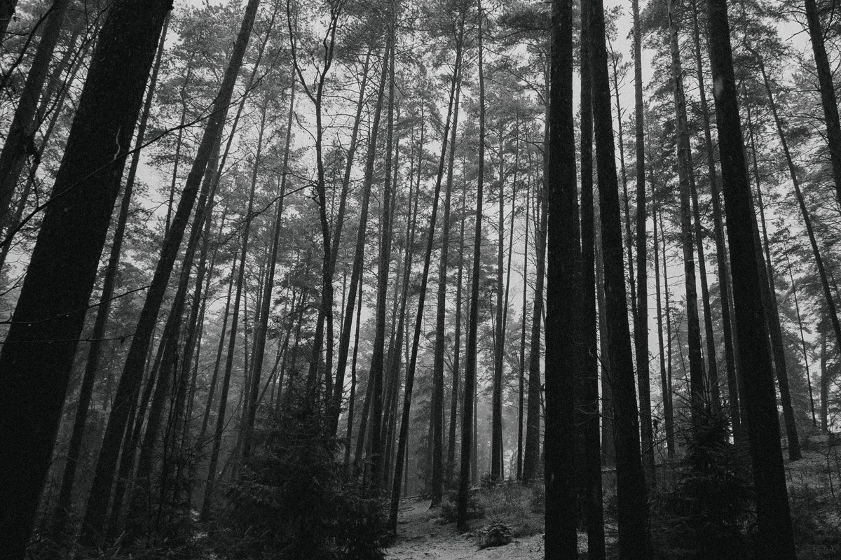 unbroken stretch of Lake Superior shoreline, pine forest reduced to a dark silhouette against fog