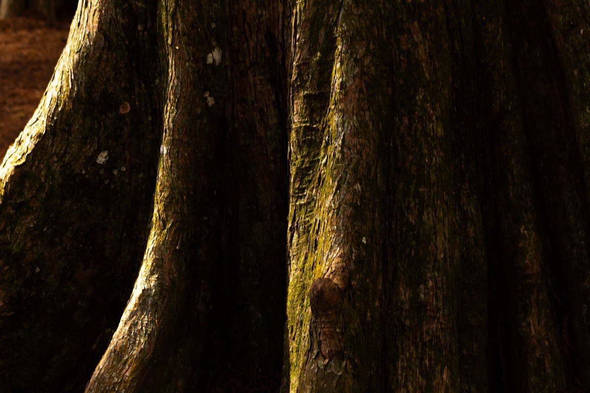 Grove of the Patriarchs old growth cedar trees fog drifting through forest floor