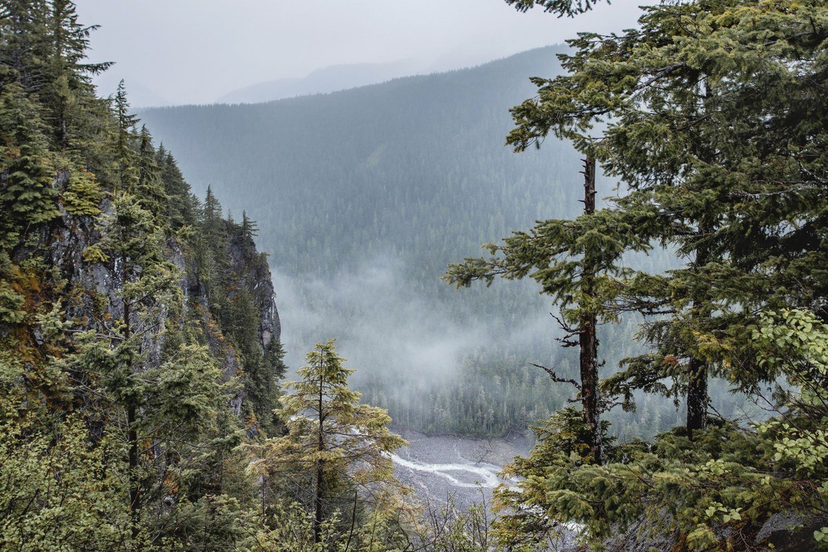 Longmire Mount Rainier meadow trail with low fog drifting through forest