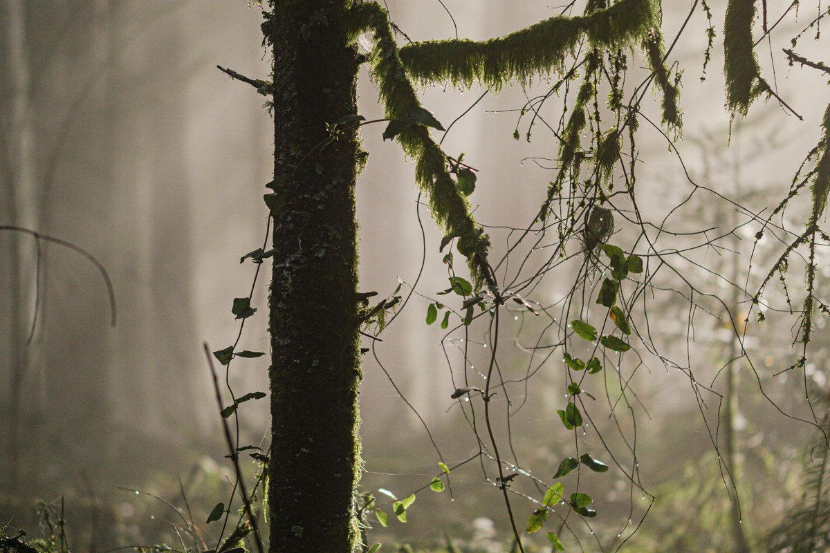 Hall of Mosses trail Olympic National Park with sunbeams through hanging moss at dawn