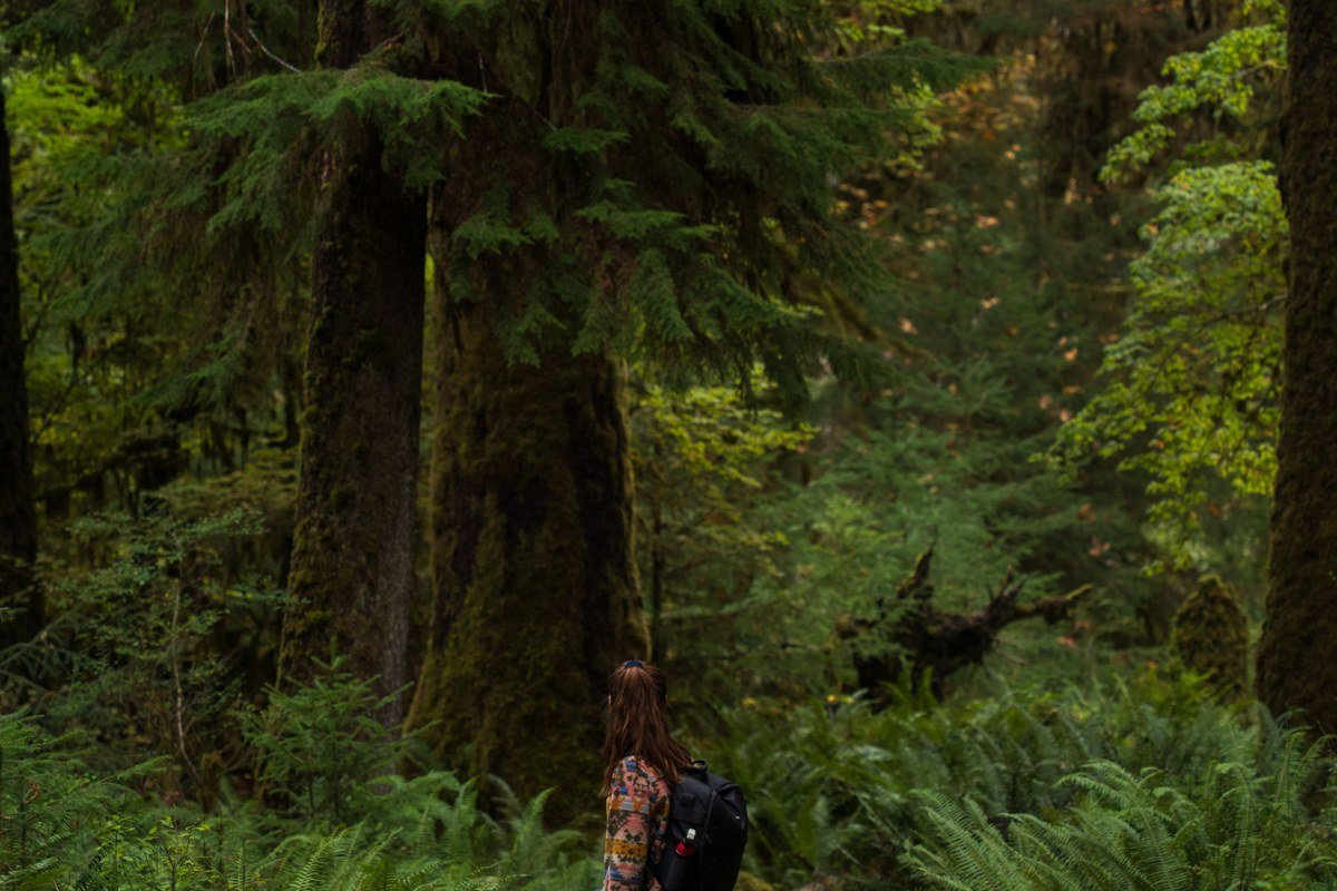 South Fork Hoh trail quiet river valley morning fog Olympic National Park