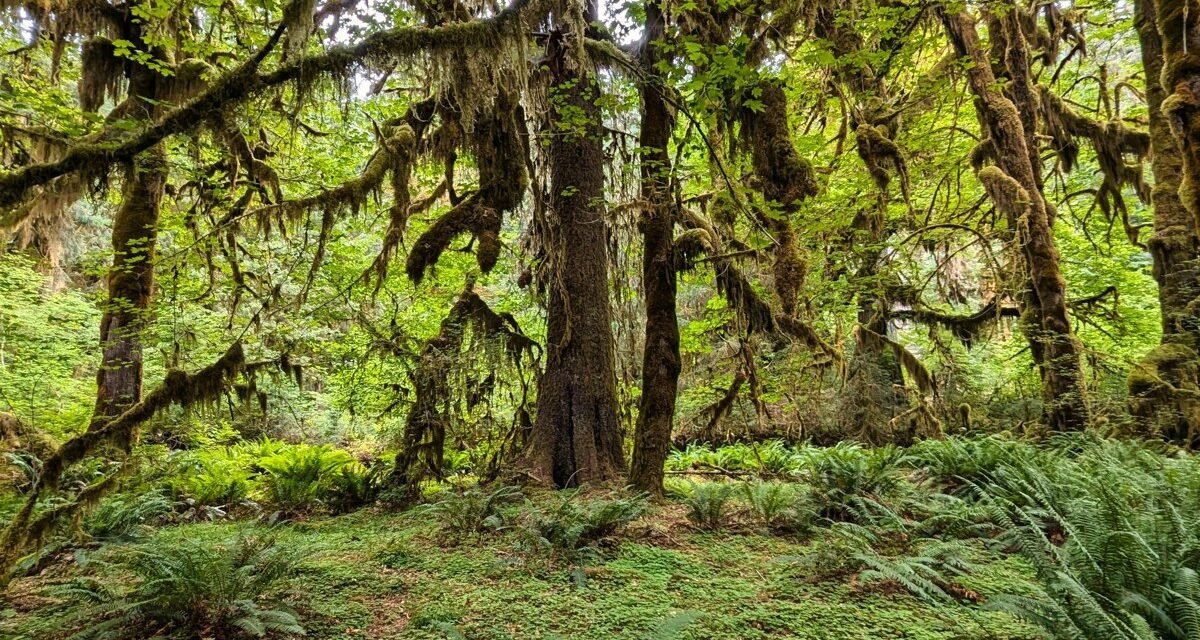 Olympic National Park's Hoh Rainforest at Dawn: The Trails Where the Moss Glows