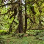 Olympic National Park's Hoh Rainforest at Dawn: The Trails Where the Moss Glows