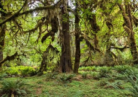 Olympic National Park's Hoh Rainforest at Dawn: The Trails Where the Moss Glows