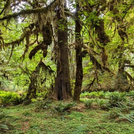 Olympic National Park's Hoh Rainforest at Dawn: The Trails Where the Moss Glows