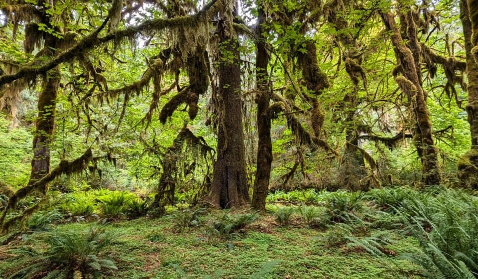 Olympic National Park's Hoh Rainforest at Dawn: The Trails Where the Moss Glows