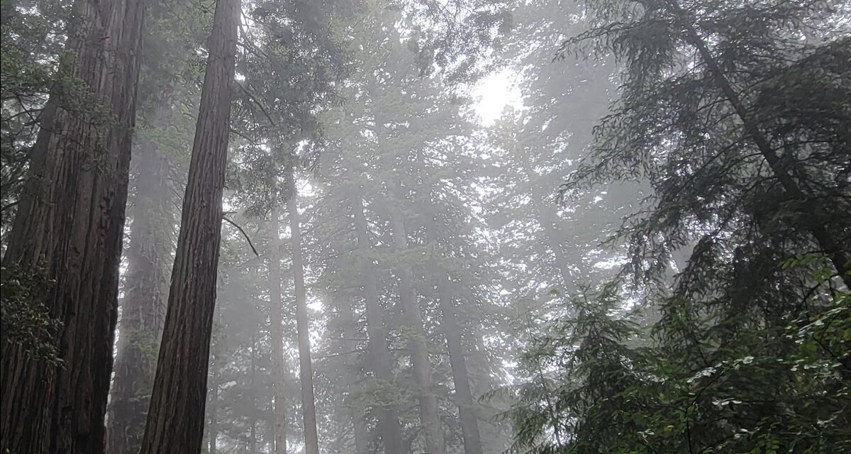 Radar Station B-71 and 6 Redwood Groves Where Fog Turns Trees Into Silhouettes
