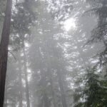 Radar Station B-71 and 6 Redwood Groves Where Fog Turns Trees Into Silhouettes