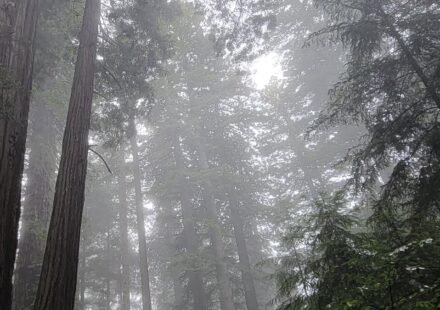 Radar Station B-71 and 6 Redwood Groves Where Fog Turns Trees Into Silhouettes