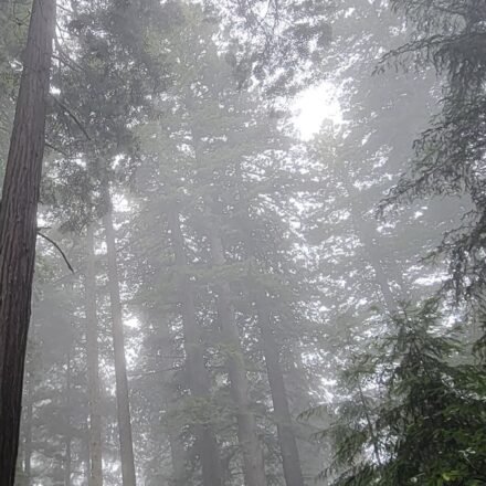 Radar Station B-71 and 6 Redwood Groves Where Fog Turns Trees Into Silhouettes