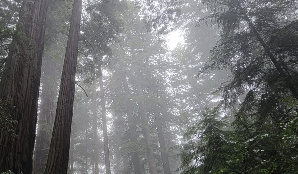 Radar Station B-71 and 6 Redwood Groves Where Fog Turns Trees Into Silhouettes