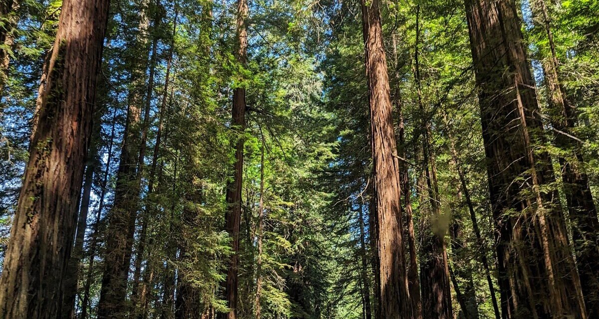 Redwood National Park Before Sunrise: 8 Groves Where the Fog Never Lifts