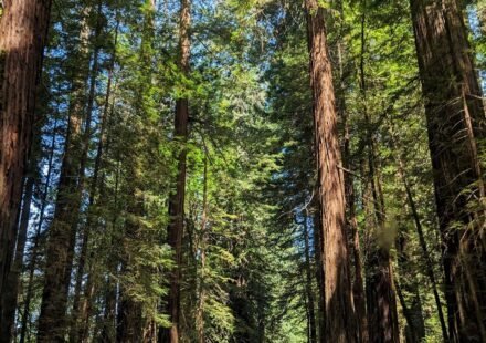 Redwood National Park Before Sunrise: 8 Groves Where the Fog Never Lifts