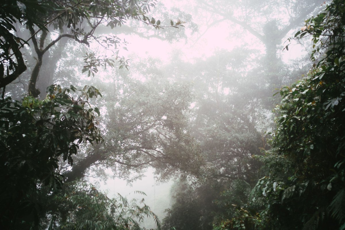 Lady Bird Johnson Grove redwood national park fog drifting through old growth canopy at dawn
