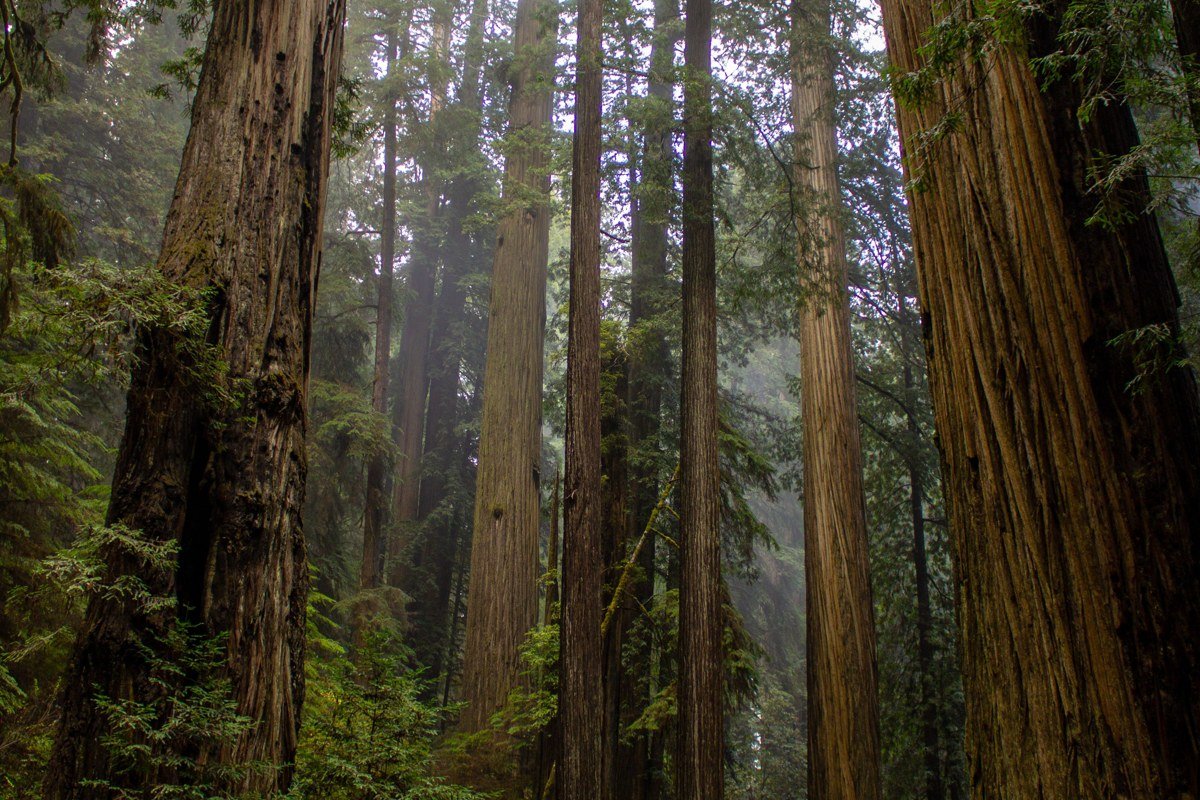 Howland Hill Road redwood national park unpaved forest road with fog and giant sequoia trunks