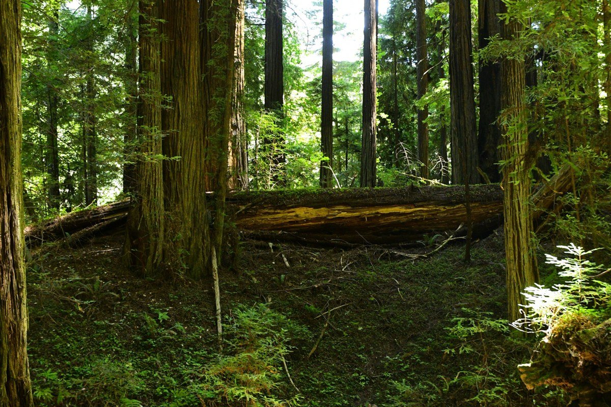 Tall Trees Grove redwood national park misty old growth forest floor with ferns at dawn