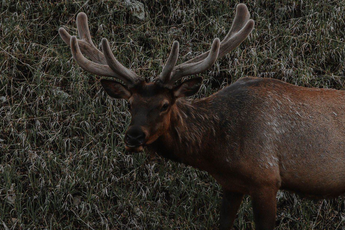 Prairie Creek redwood national park meadow with Roosevelt elk grazing in morning fog