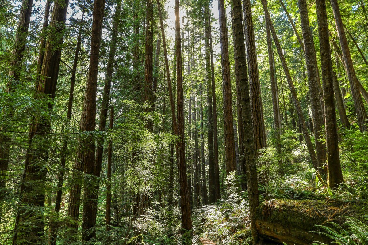 Stout Grove redwood national park sunbeams through fog and coast redwood trunks